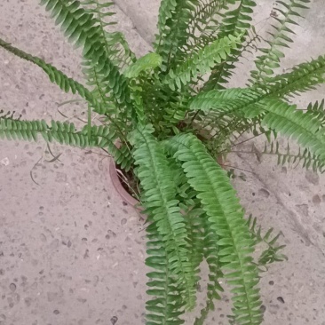 盆苗肾蕨