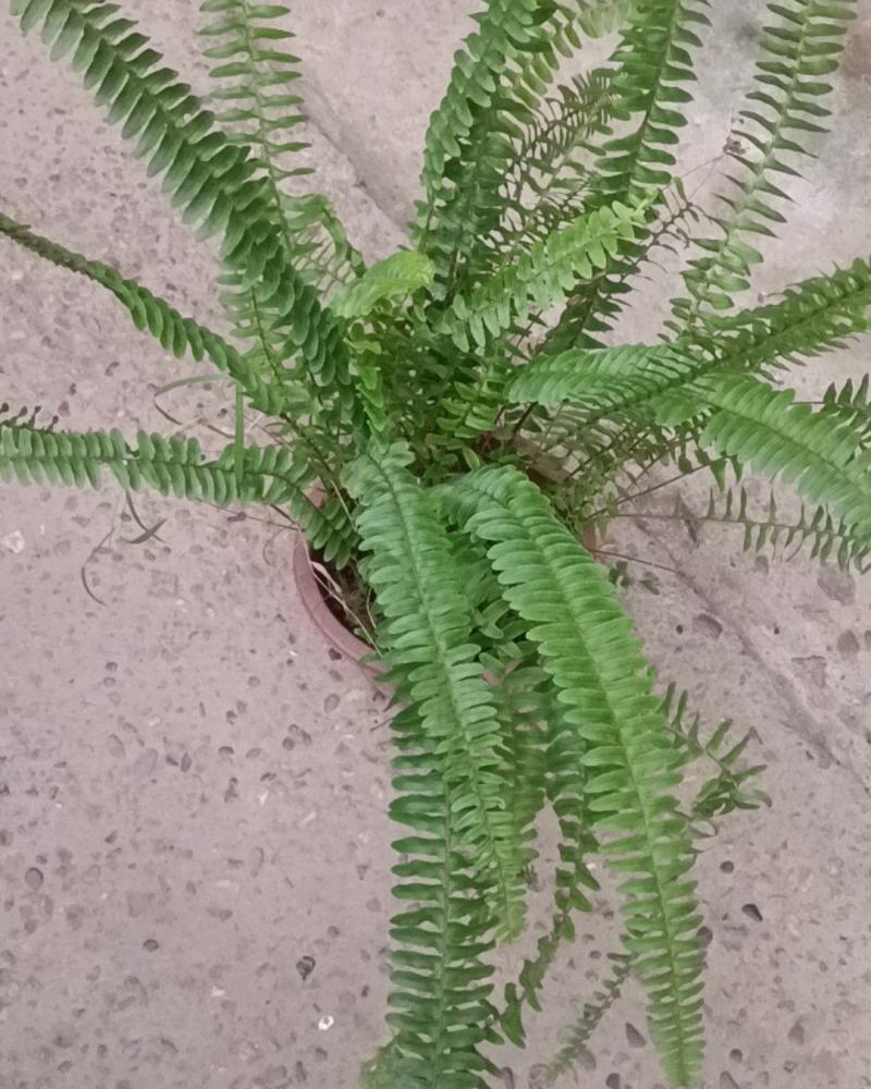 盆苗肾蕨