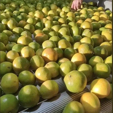 蜜橘，纽荷尔脐橙