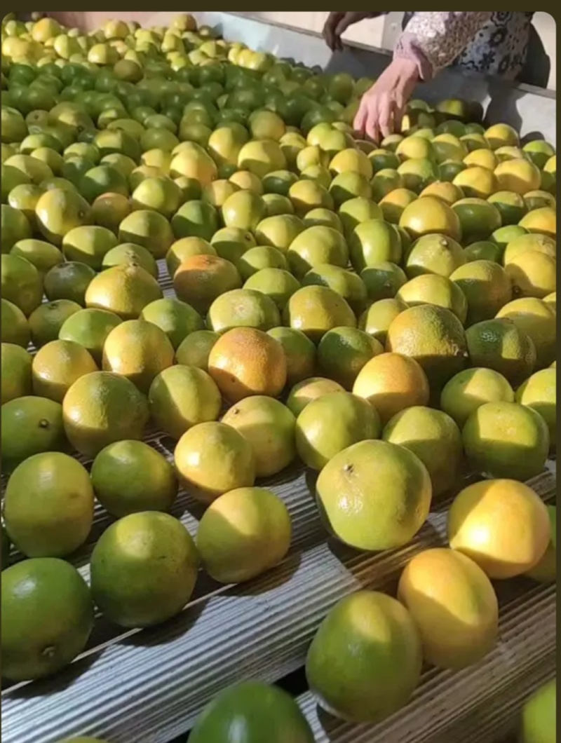 蜜橘，纽荷尔脐橙