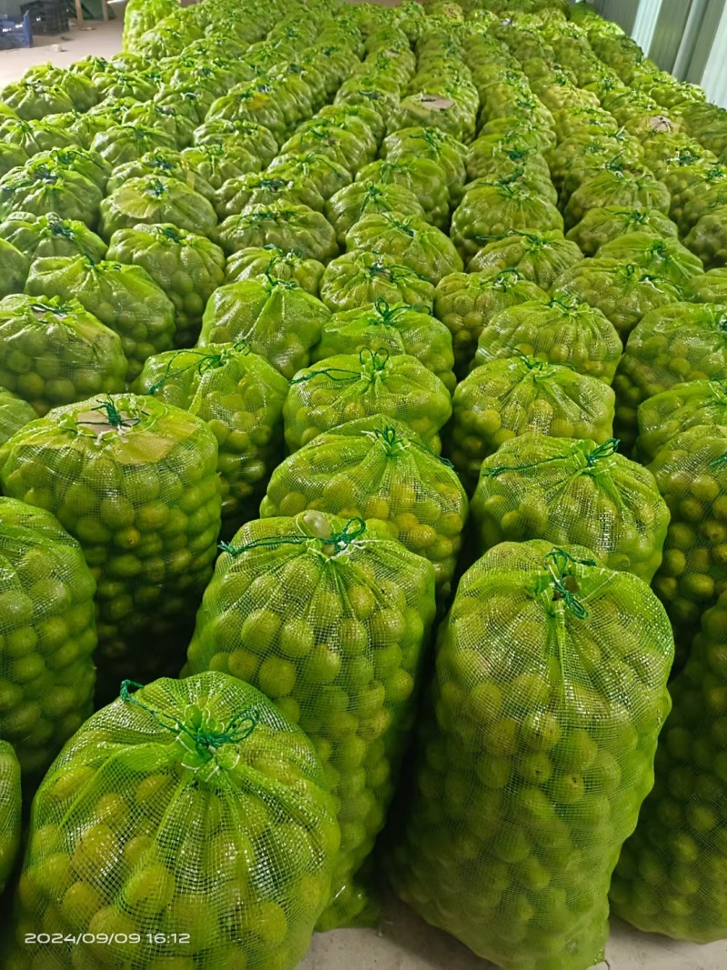 甘肃青香核桃