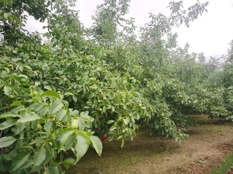 甘肃青香核桃