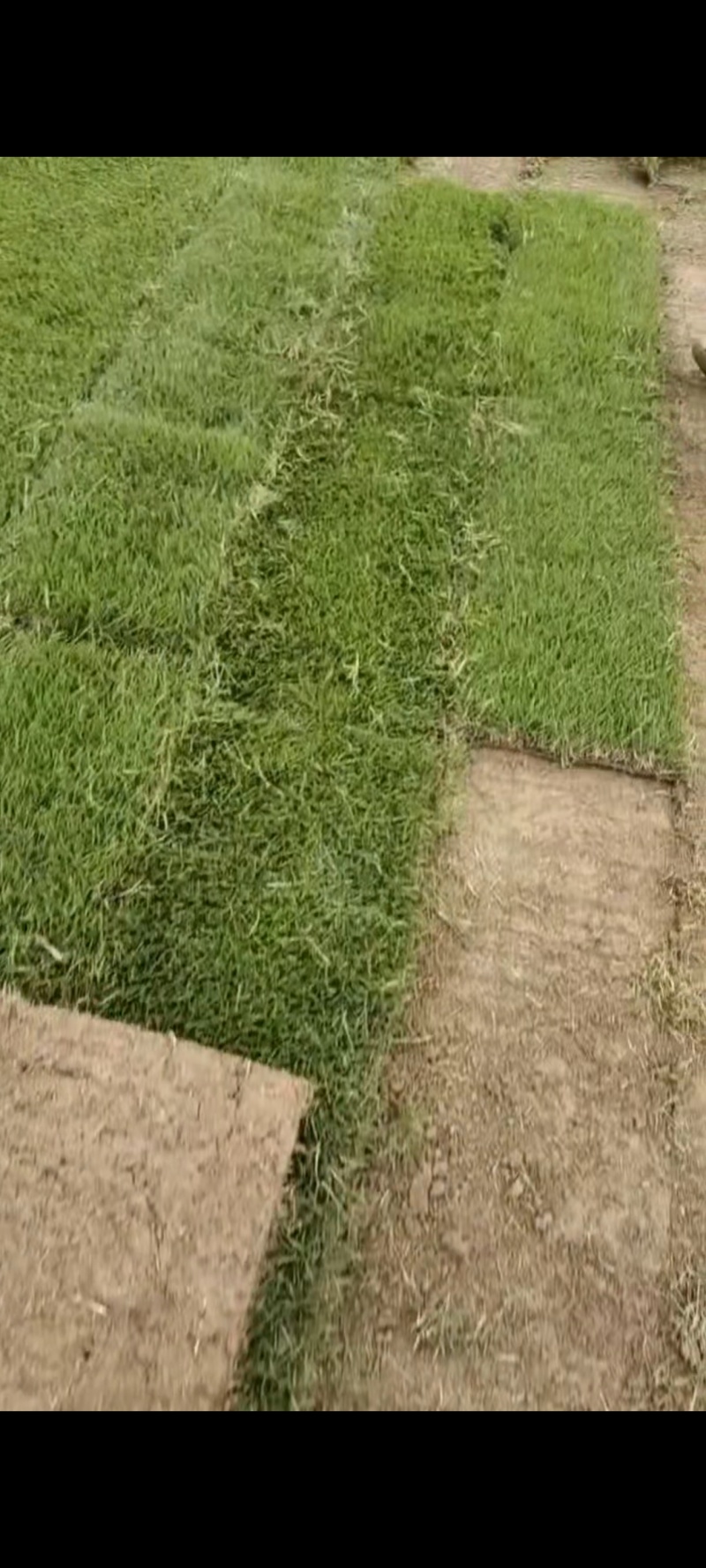 精品马尼拉草皮