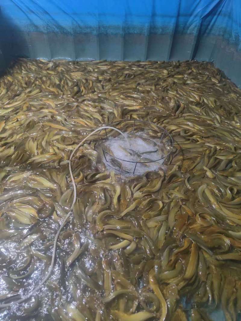 唐角鱼