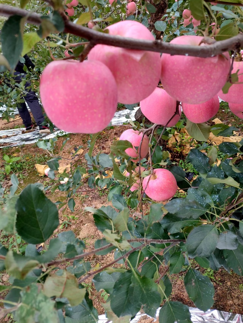 烟台栖霞红富士苹果大量上市！颜色好看，口感脆甜，价钱便宜！
