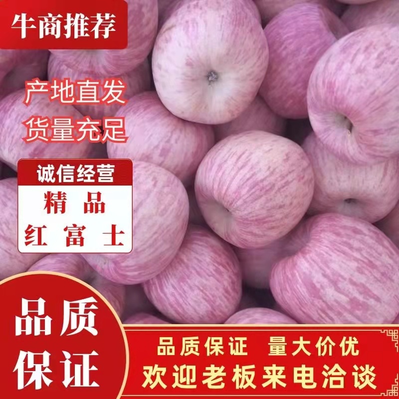 烟台栖霞红富士苹果大量上市！整体颜色好，质量很好！价钱不高！