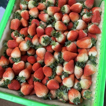 草莓蒙特瑞