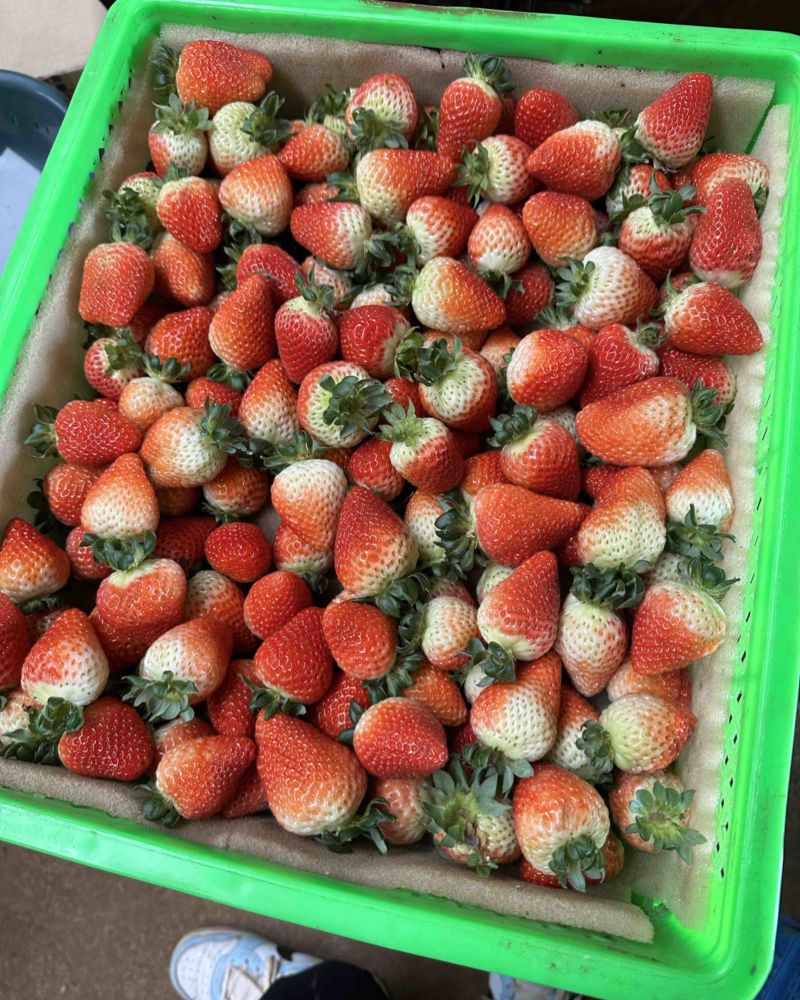 草莓蒙特瑞