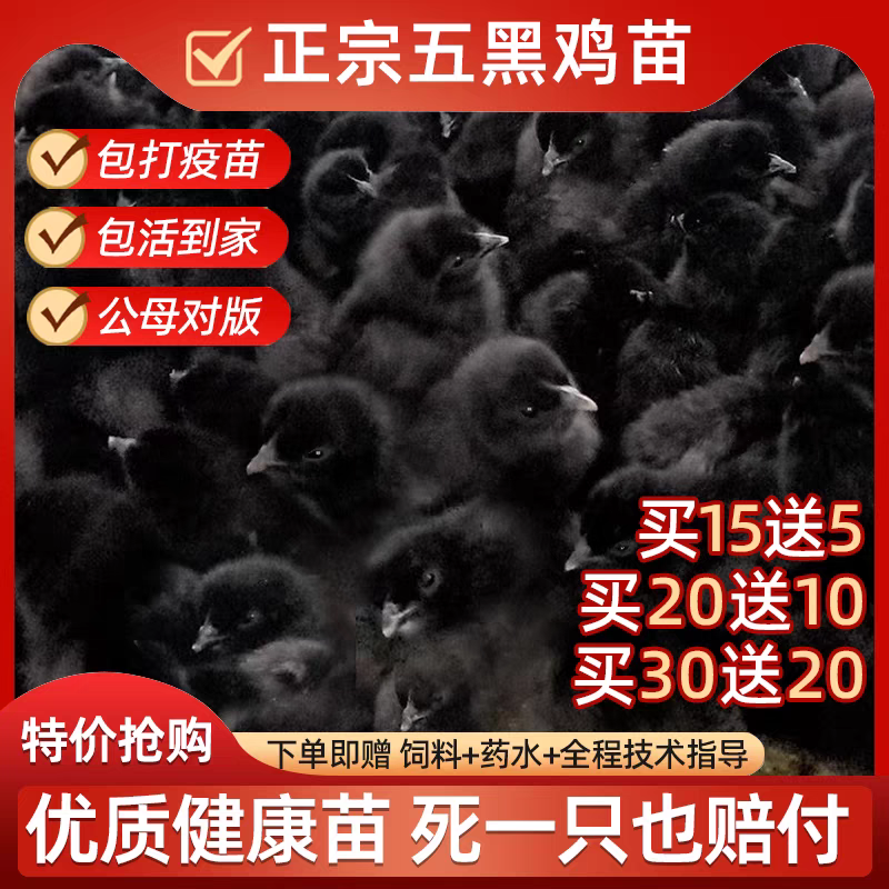 （平台严选店）五黑鸡苗厂家直销包防疫送货上门满意后付款