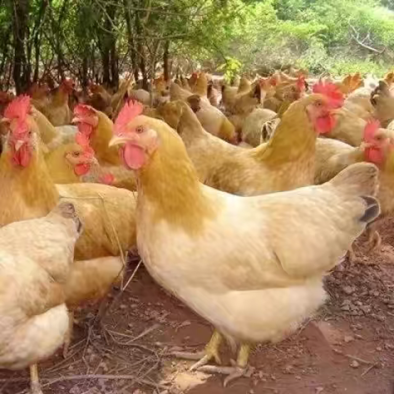 （平台严选店）三黄鸡苗厂家直销包防疫送货上门满意后付款