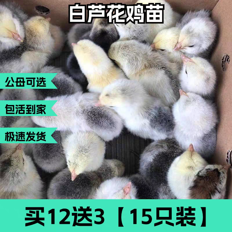 （平台严选店）芦花鸡苗厂家直销包防疫送货上门满意后付款