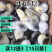 （平台严选店）芦花鸡苗厂家直销包防疫送货上门满意后付款