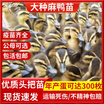 （平台严选店）麻鸭苗厂家直销包防疫送货上门满意后付款