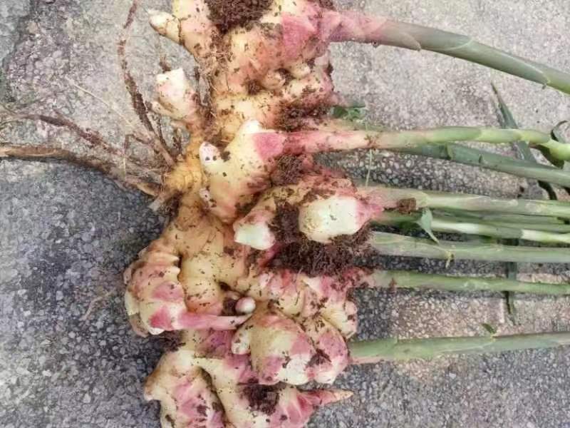 小黄姜与沙姜对比图