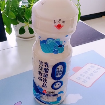 太子奶乳酸菌