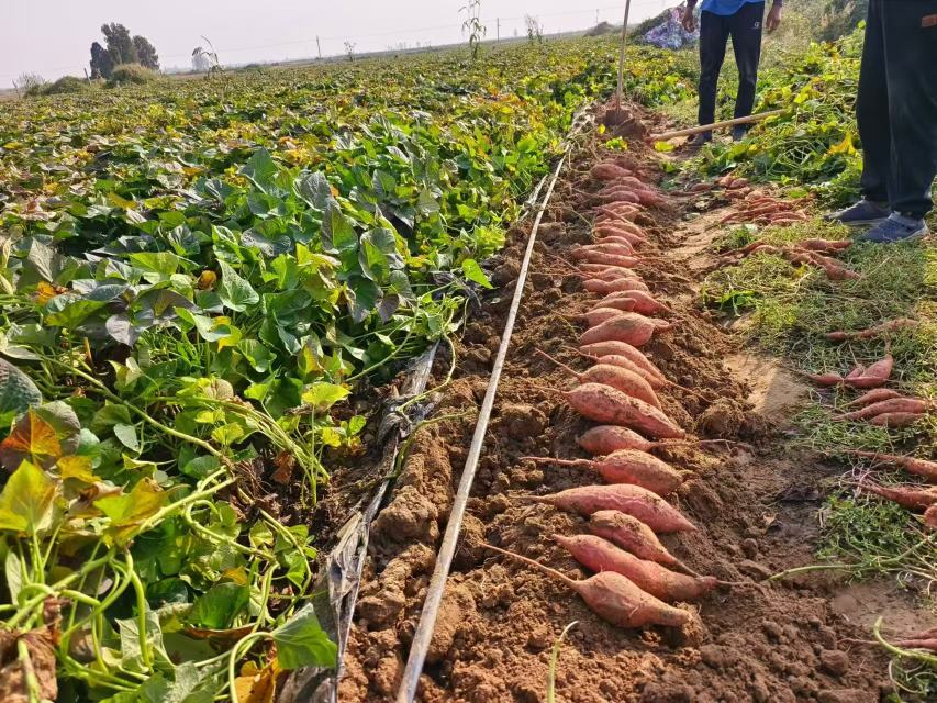 富硒烟薯种植基地