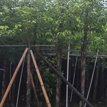 香樟5～8公分基地直销大小规格齐全质量优质