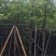 香樟5～8公分基地直销大小规格齐全质量优质