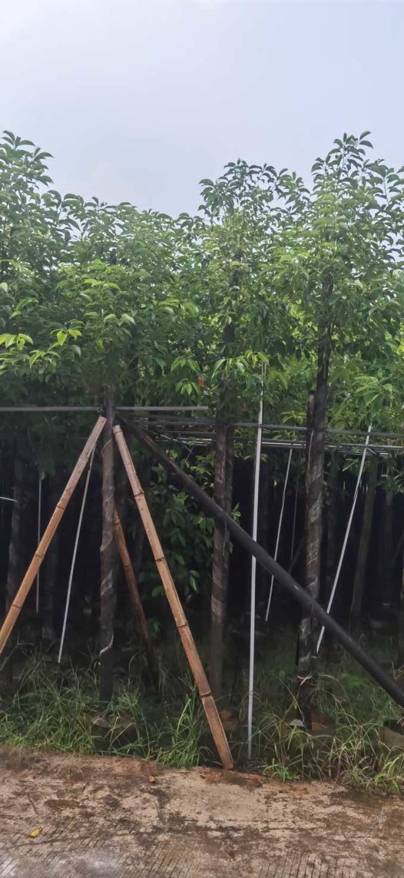 香樟5～8公分基地直销大小规格齐全质量优质