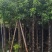 香樟5～8公分基地直销大小规格齐全质量优质