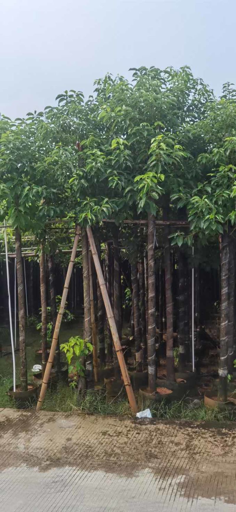 香樟5～8公分基地直销大小规格齐全质量优质