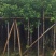 香樟5～8公分基地直销大小规格齐全质量优质