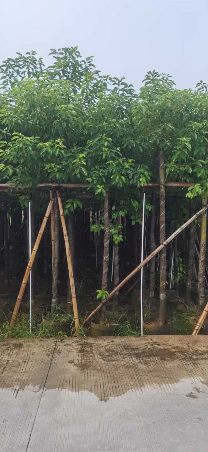 香樟5～8公分基地直销大小规格齐全质量优质