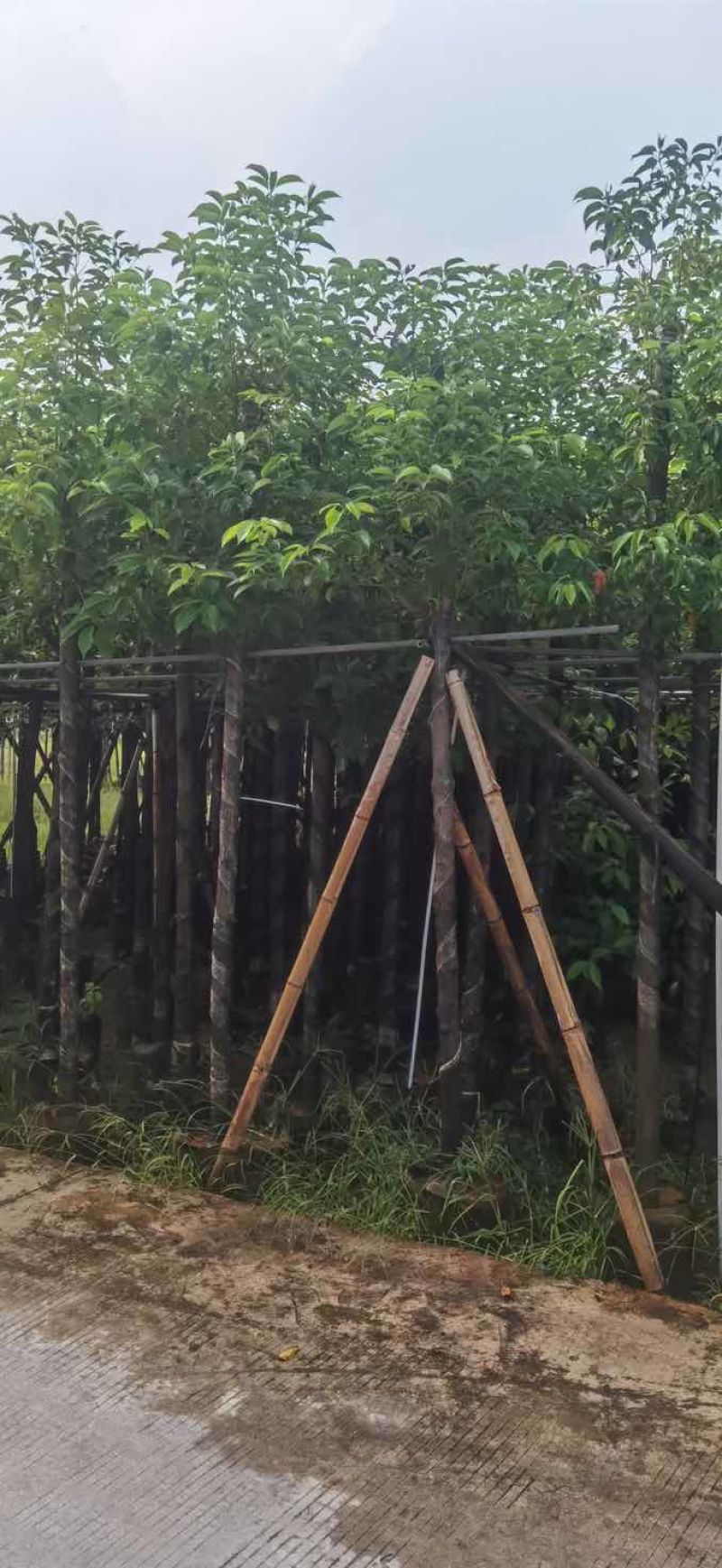 香樟5～8公分基地直销大小规格齐全质量优质