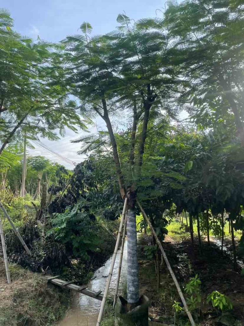 凤凰木12～15公分基地直销大小规格齐全质量优质