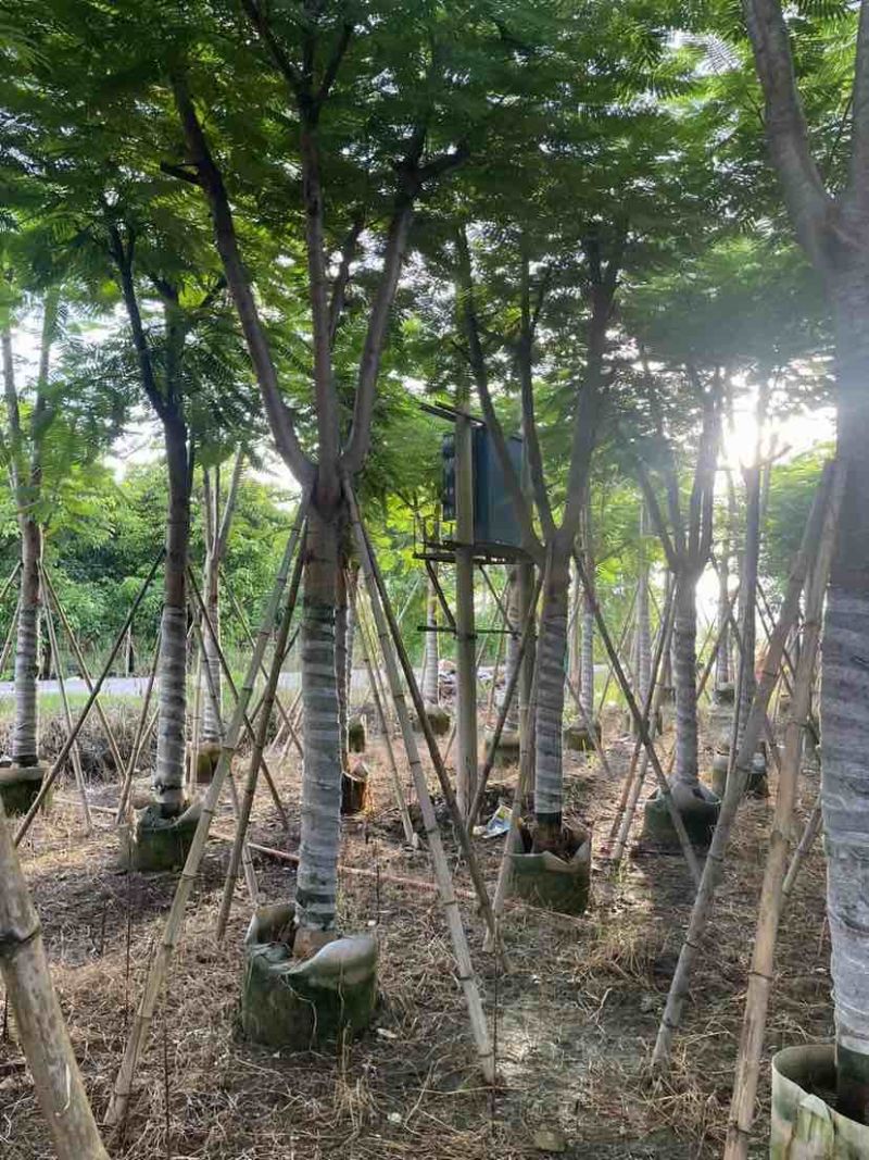 凤凰木12～15公分基地直销大小规格齐全质量优质