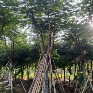 凤凰木12～15公分基地直销大小规格齐全质量优质