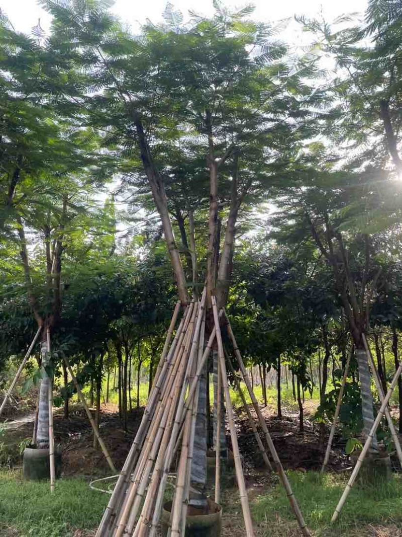 凤凰木12～15公分基地直销大小规格齐全质量优质
