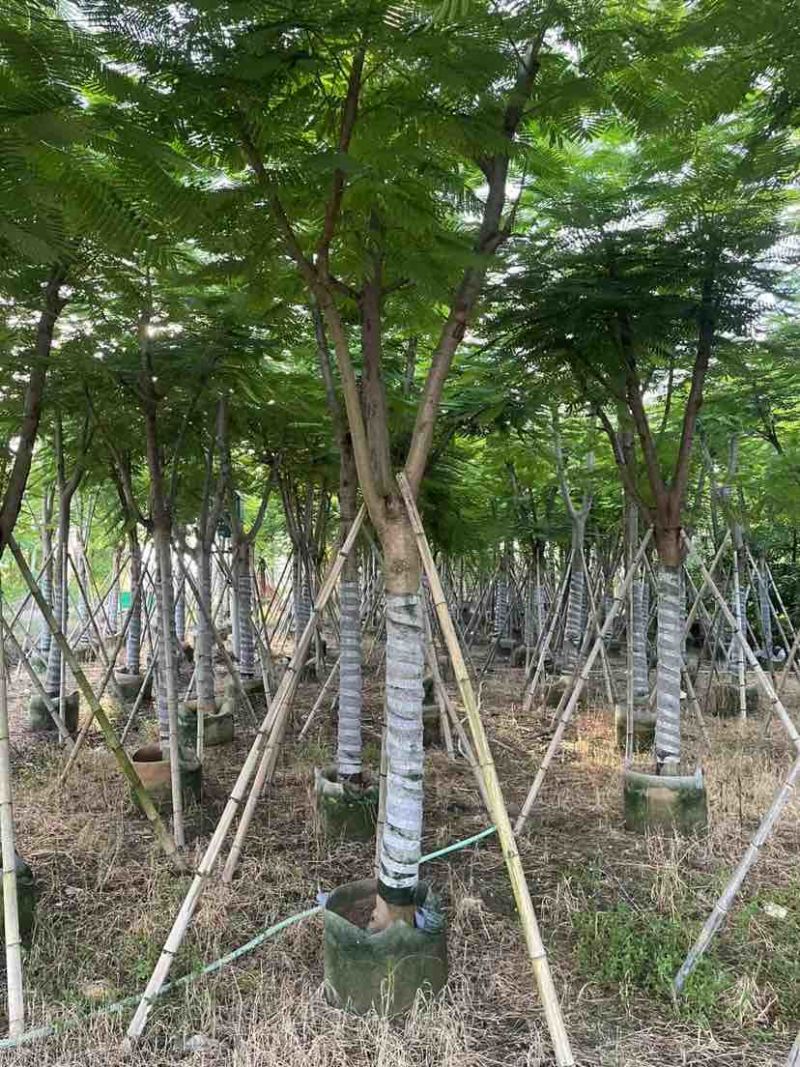 凤凰木12～15公分基地直销大小规格齐全质量优质