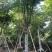 凤凰木12～15公分基地直销大小规格齐全质量优质