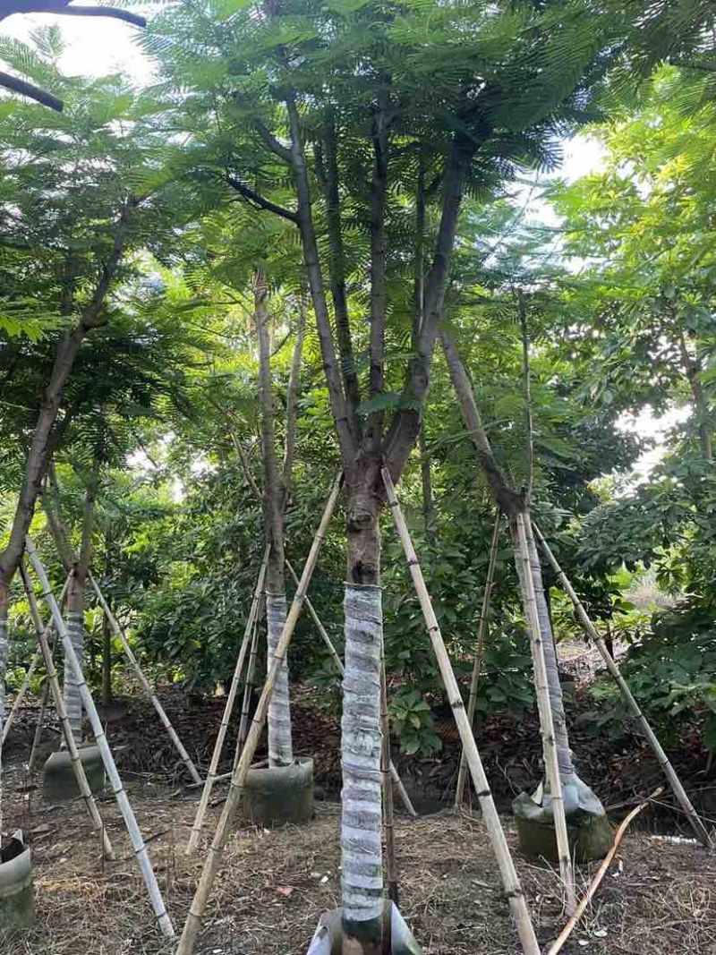 凤凰木12～15公分基地直销大小规格齐全质量优质