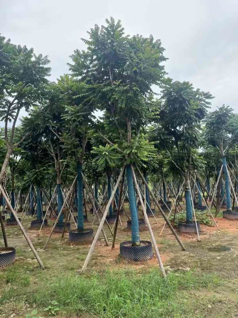 麻楝12～15公分基地直销大小规格齐全质量优质