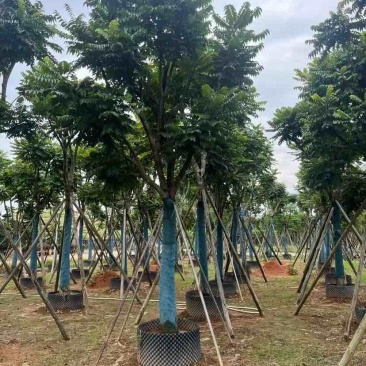 麻楝12～15公分基地直销大小规格齐全质量优质