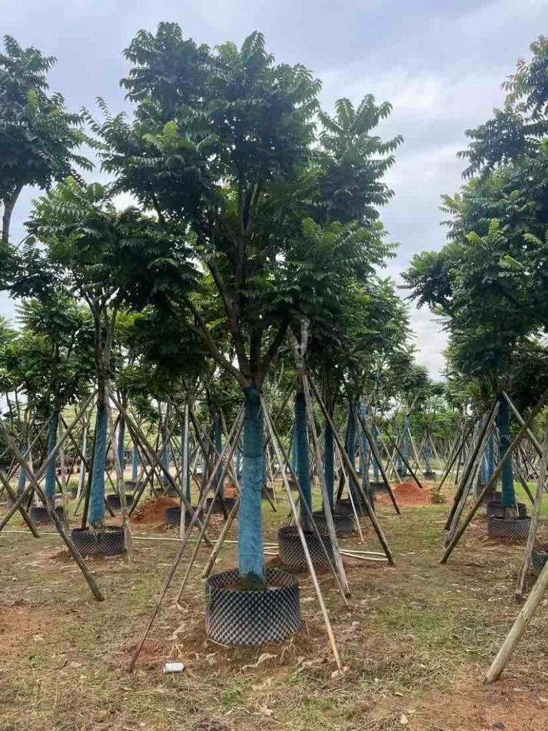 麻楝12～15公分基地直销大小规格齐全质量优质
