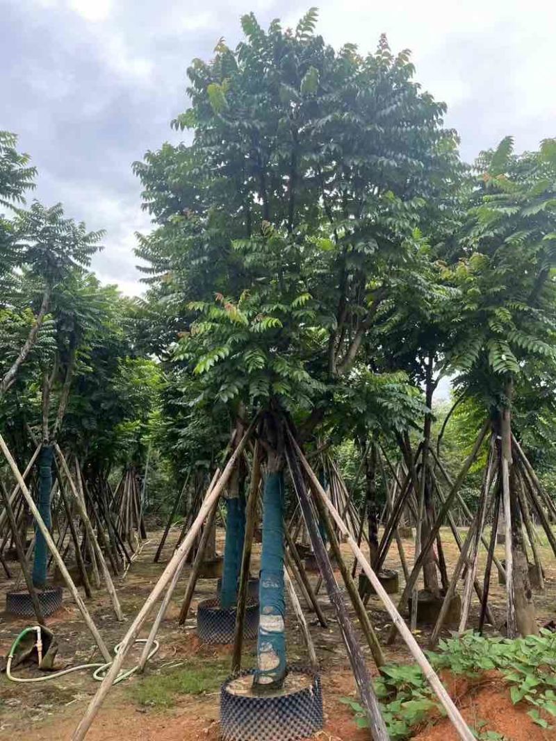 麻楝12～15公分基地直销大小规格齐全质量优质