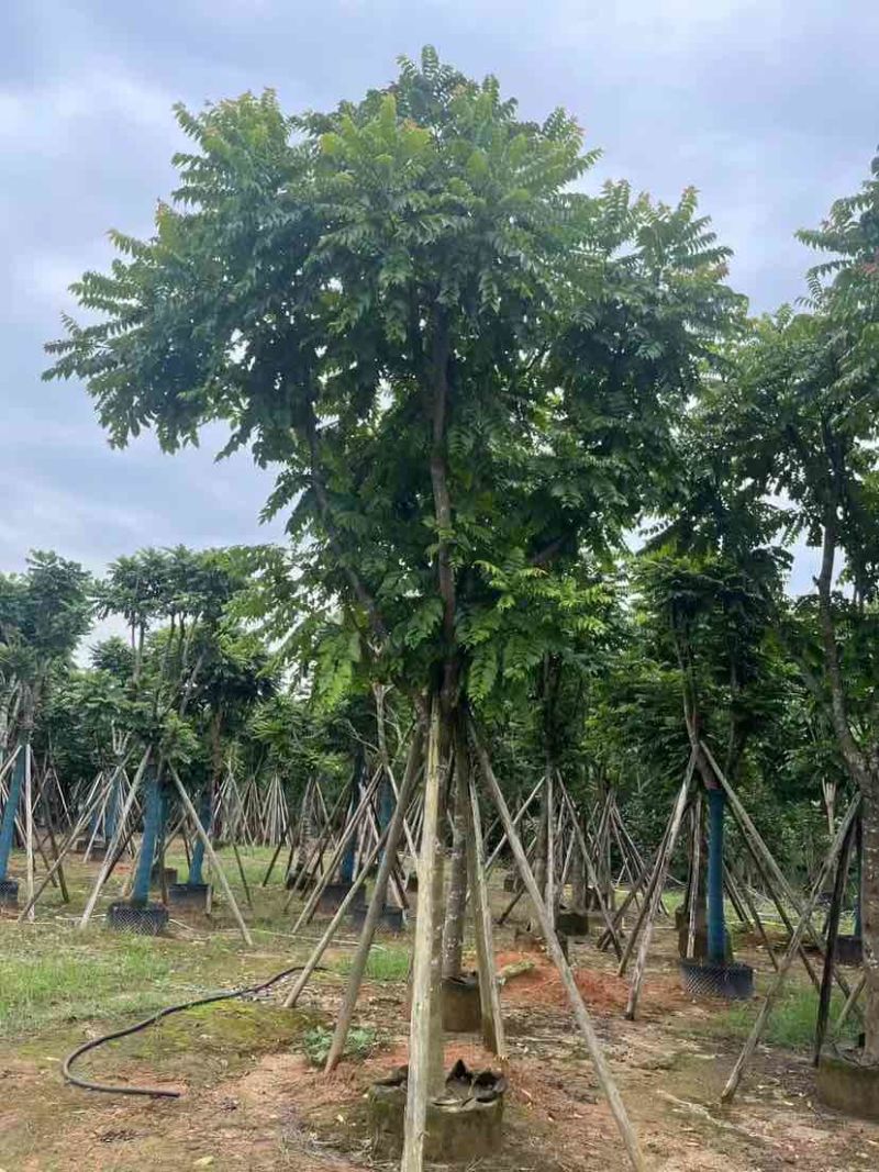 麻楝12～15公分基地直销大小规格齐全质量优质