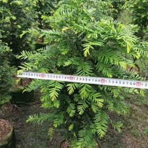 红豆杉80～1米基地直销大小规格齐全质量优质