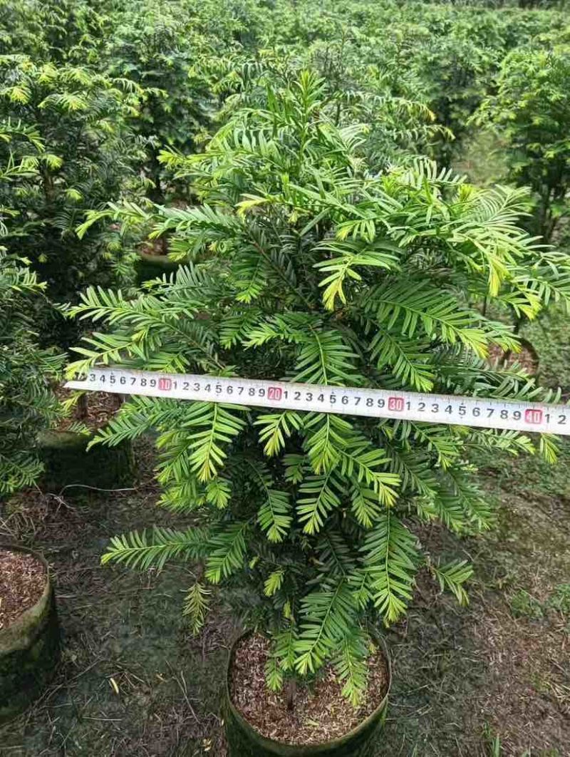 红豆杉80～1米基地直销大小规格齐全质量优质