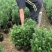 红豆杉80～1米基地直销大小规格齐全质量优质