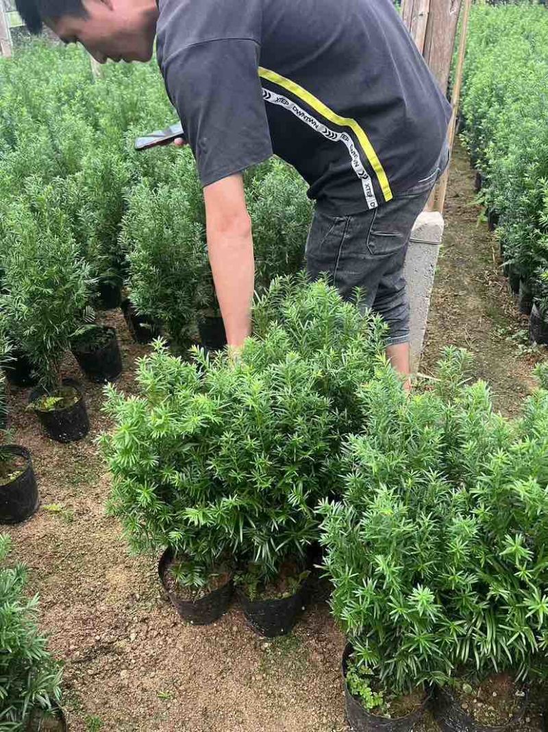 红豆杉80～1米基地直销大小规格齐全质量优质