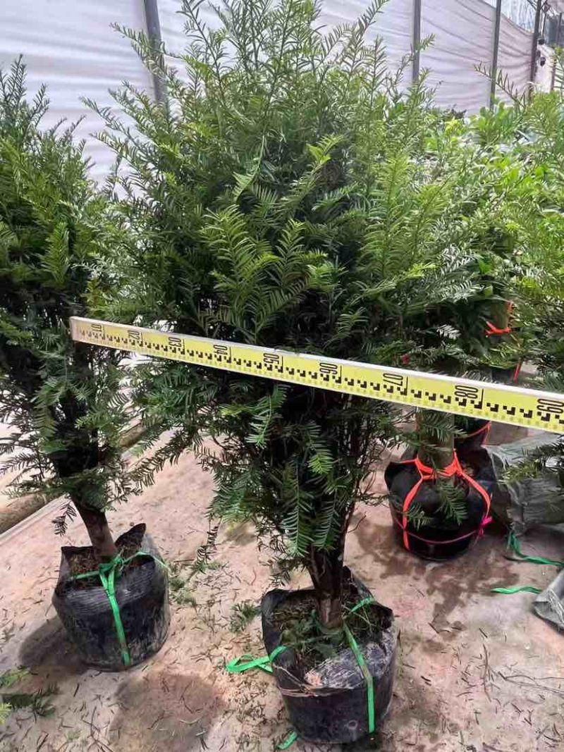 红豆杉80～1米基地直销大小规格齐全质量优质