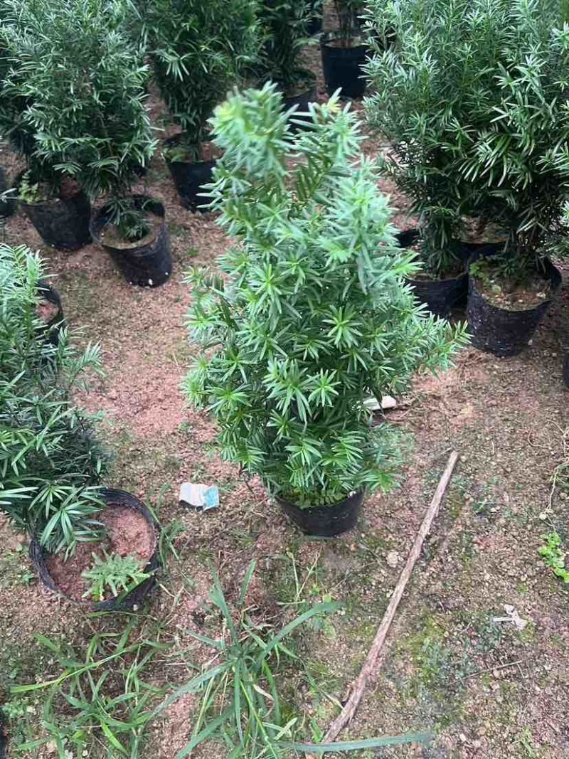 红豆杉80～1米基地直销大小规格齐全质量优质