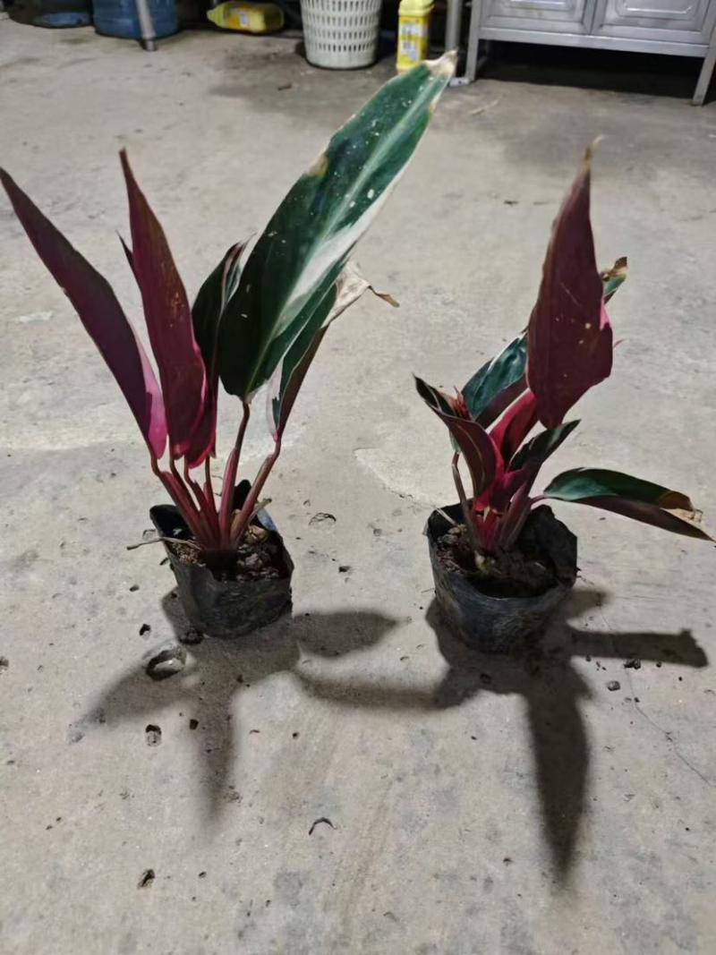 七彩竹芋小袋中袋基地直销质量优质