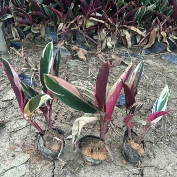 七彩竹芋小袋中袋基地直销质量优质