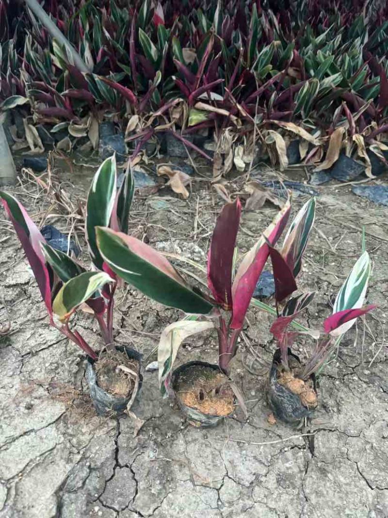 七彩竹芋小袋中袋基地直销质量优质