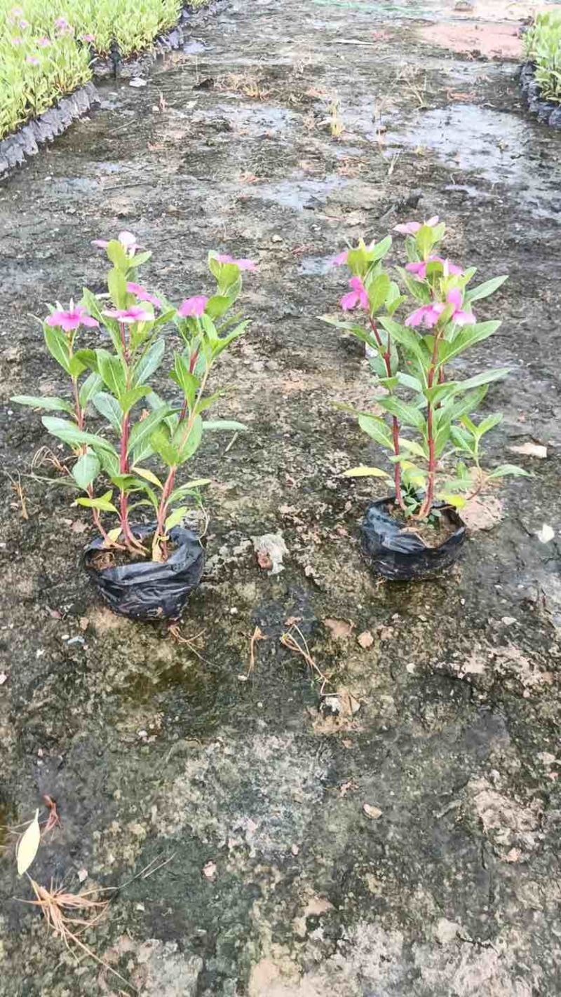 长春花小袋中袋基地直销大小规格齐全质量优质